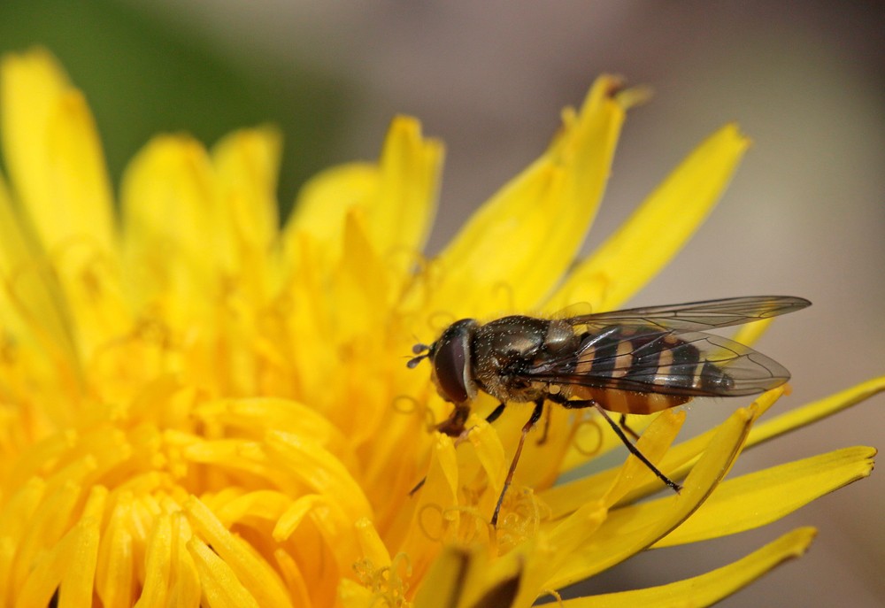 Parasyrphus punctulatus femelle