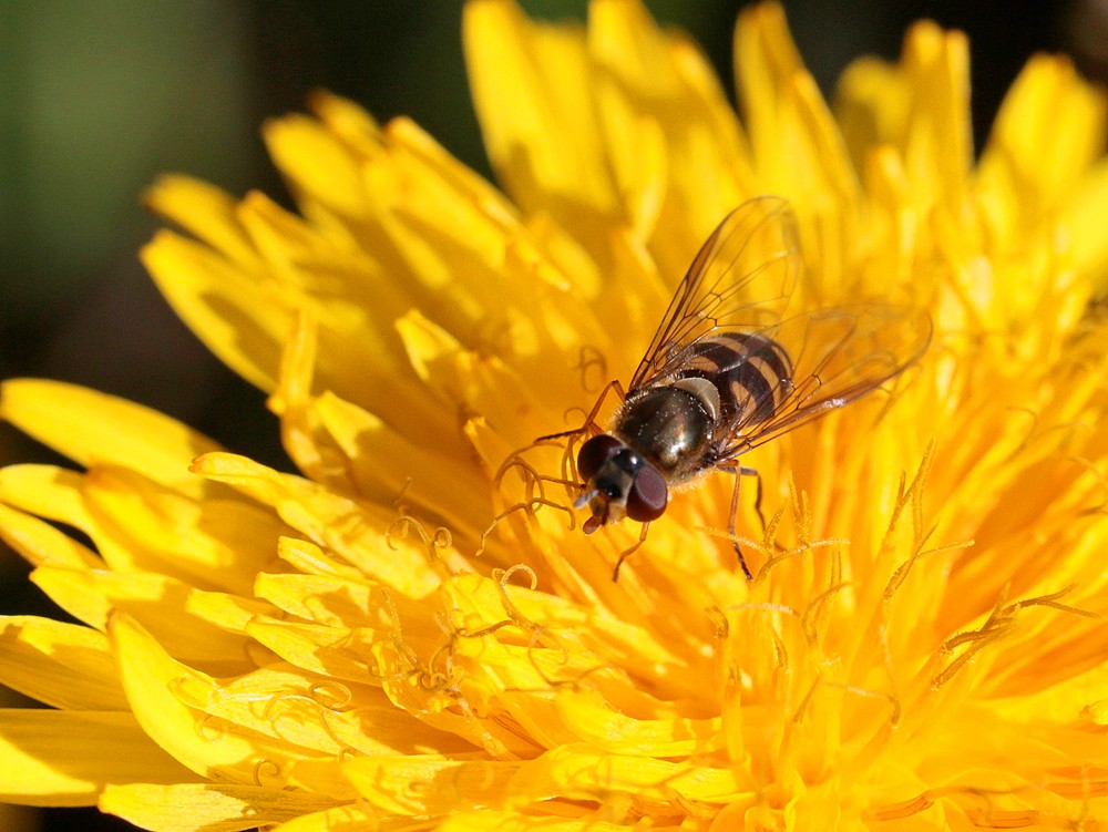 Parasyrphus punctulatus mâle.