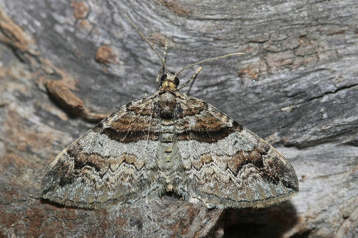 La Phalène de l'épine-vinette (Pareulype berberata)