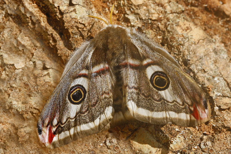 Le Petit Paon de nuit (Saturnia pavonia)