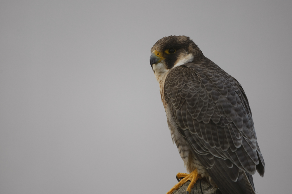 Faucon pélerin (Falco peregrinus) immature.
