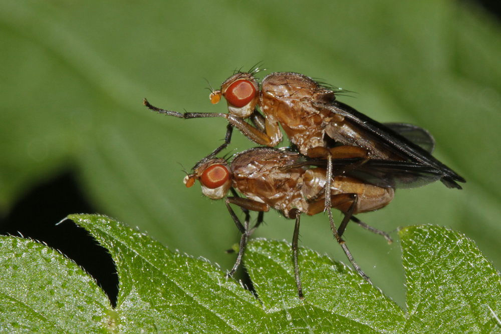 Pelidnoptera leptiformis  couple.