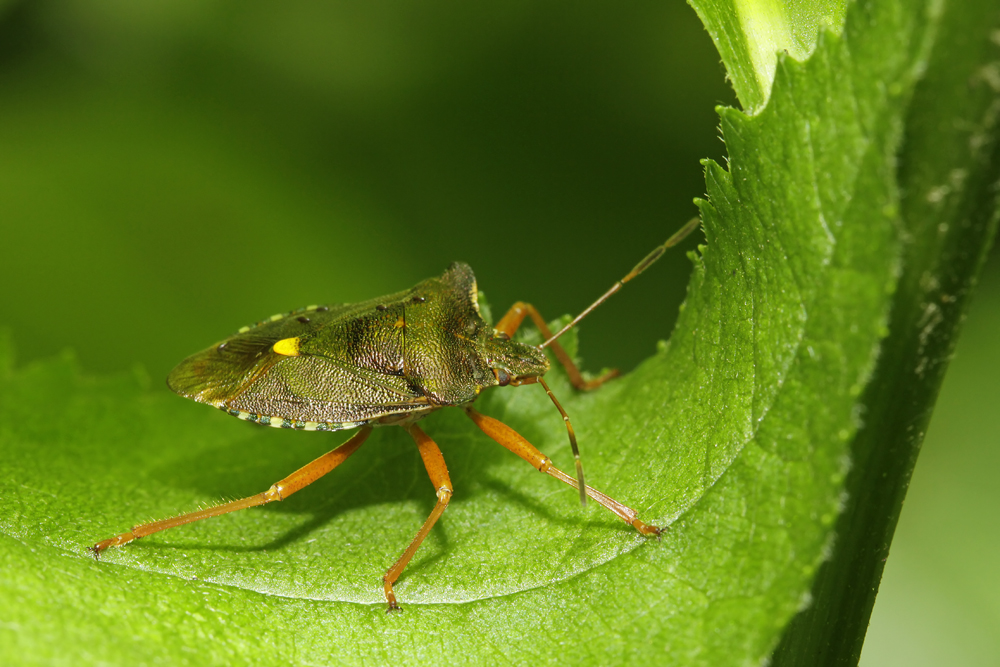 Pentatoma rufipes
