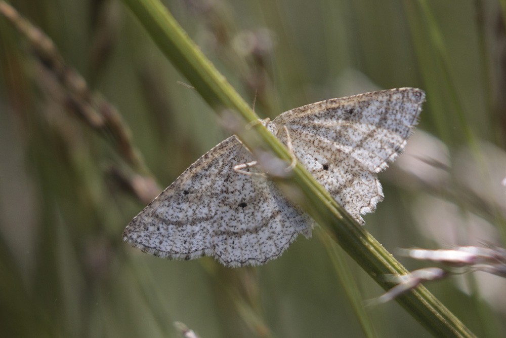 La Phalène des landes (Perconia strigillaria)