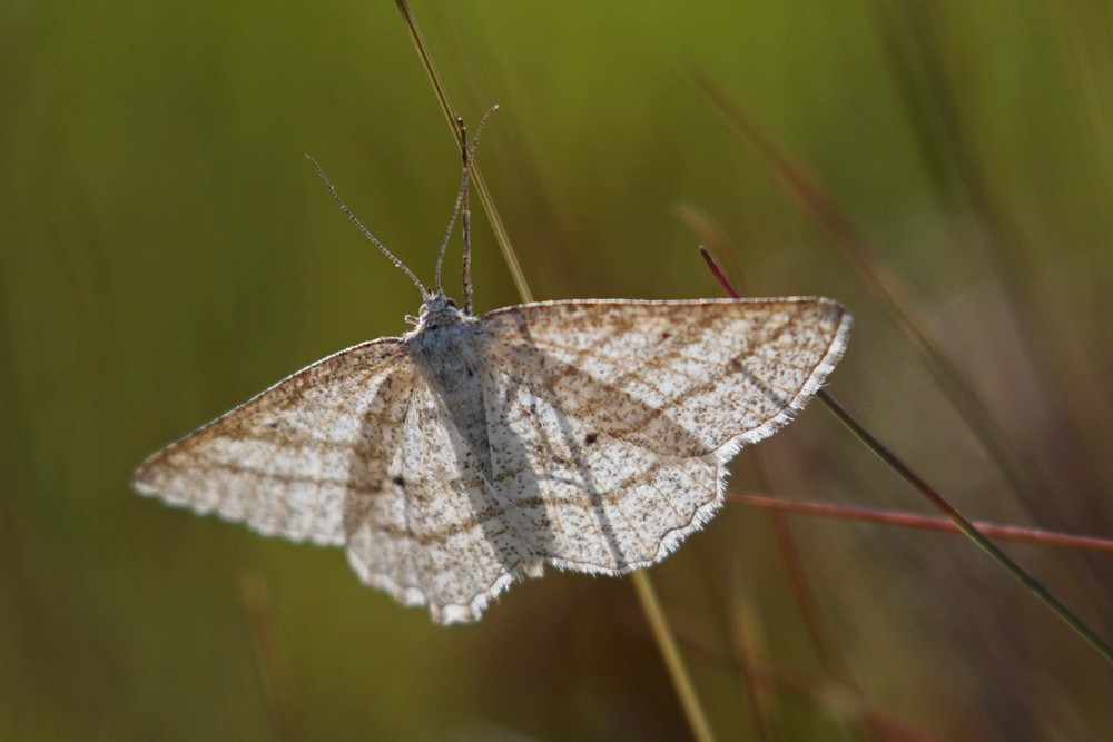 La Phalène des landes (Perconia strigillaria)