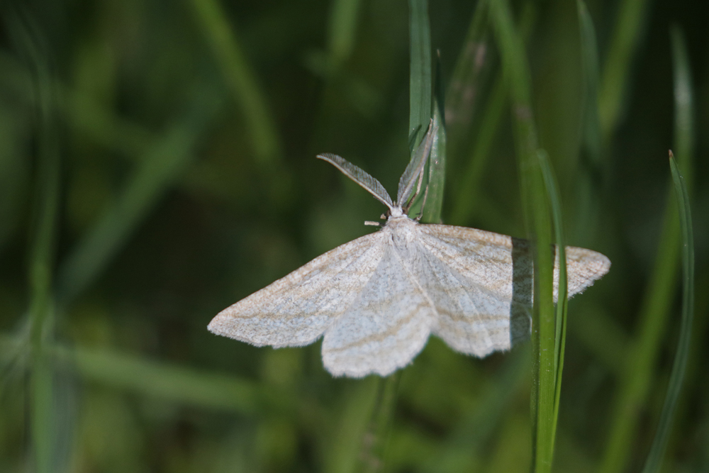 La Phalène des landes (Perconia strigillaria)