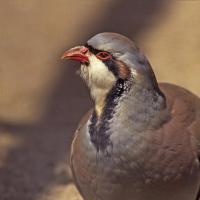 Perdrix rouge (Alectoris rufa)