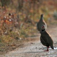 Perdrix rouges (Alectoris rufa)