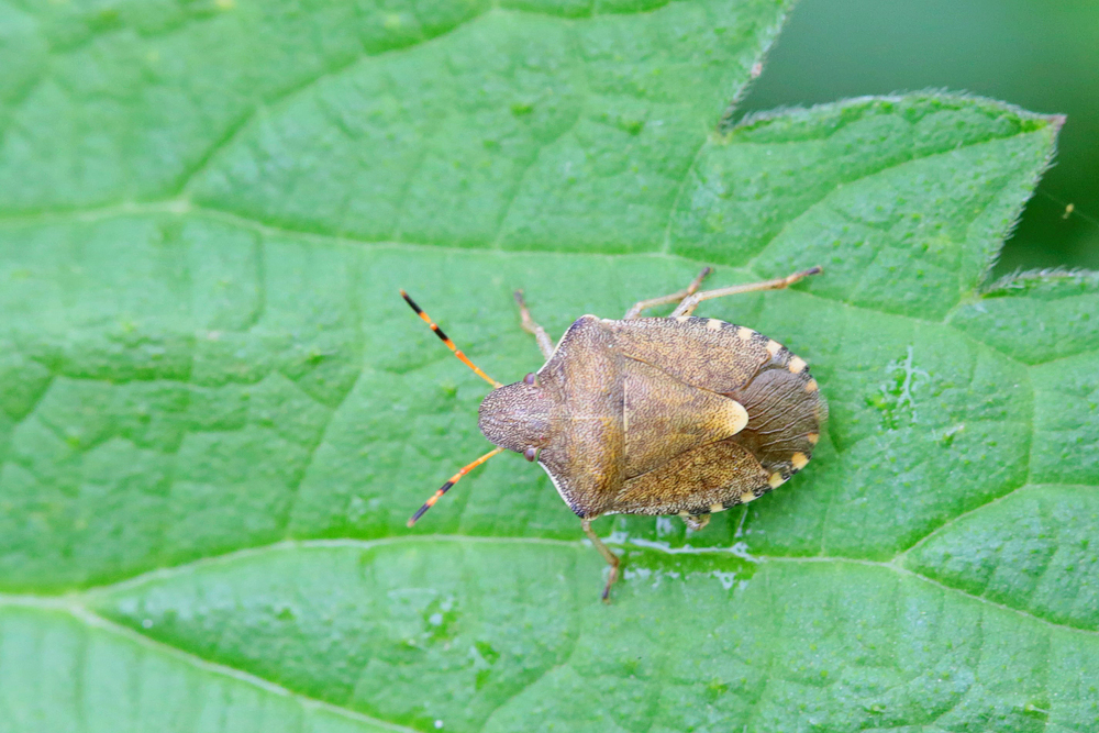 Periballus strictus vernalis