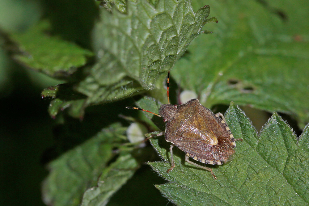 Peribalus  strictus  vernalis