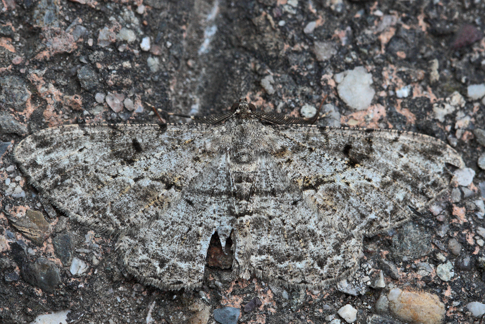 La Boarmie rhomboïdale (Peribatodes rhomboïdaria)