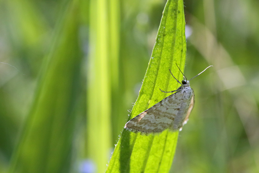 Perizome du rhinante (Perizoma albulata)
