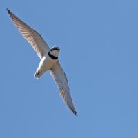 Petit gravelot  (Charadrius dubius)