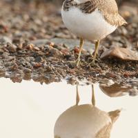 Petit gravelot  (Charadrius dubius) jeune