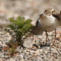 Petit gravelot  (Charadrius dubius)