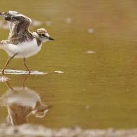 Petit gravelot  (Charadrius dubius)