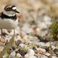 Petit gravelot  (Charadrius dubius)