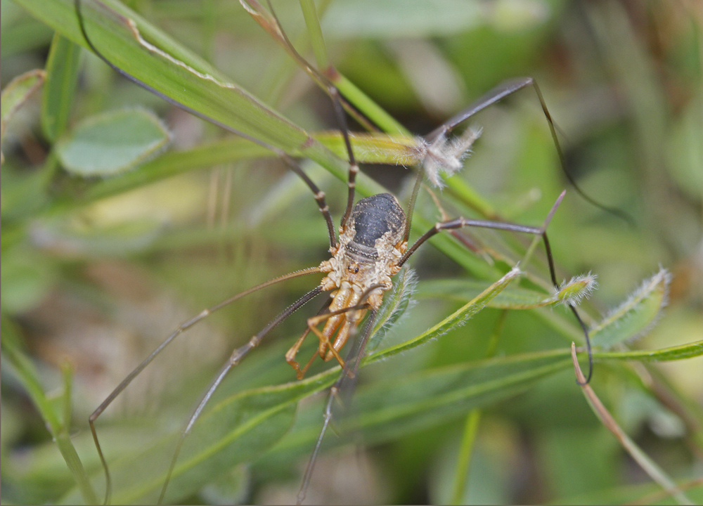 Opilion Faucheux cornu (Phalangium opilio) male