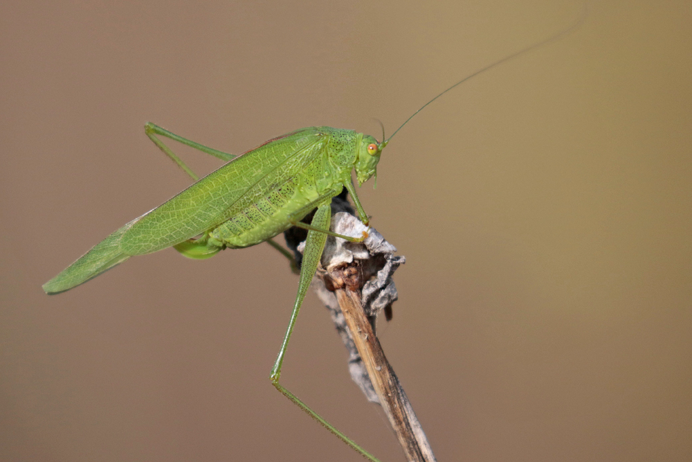 Phanéroptère méridional (Phaneroptera nana) femelle