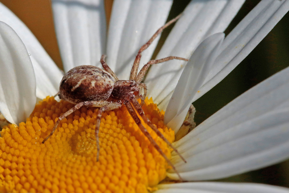 Philodromus  gr. aureolus