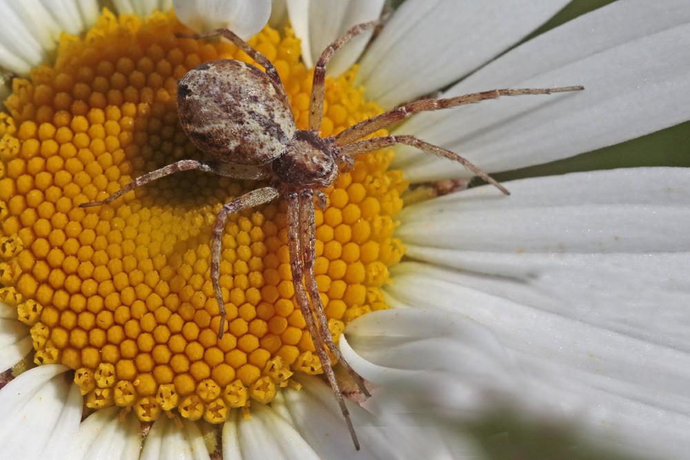 Philodromus  gr. aureolus