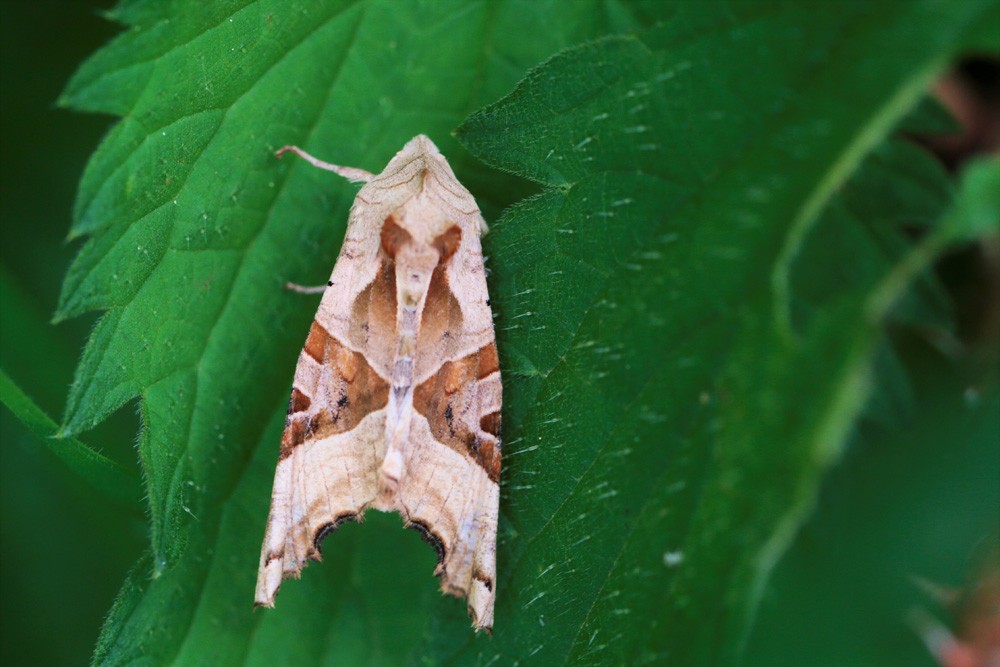La Méticuleuse (Phlogophora meticulosa)