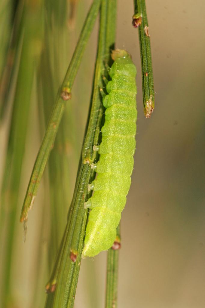 La Méticuleuse (Phlogophora meticulosa)