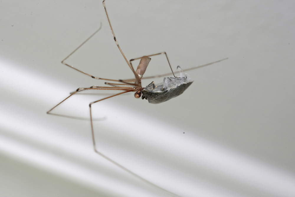 Pholque (Pholcus phalangioides)