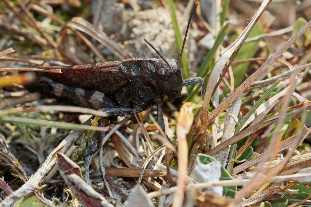 Oedipode stridulante (Phophus stridulus)