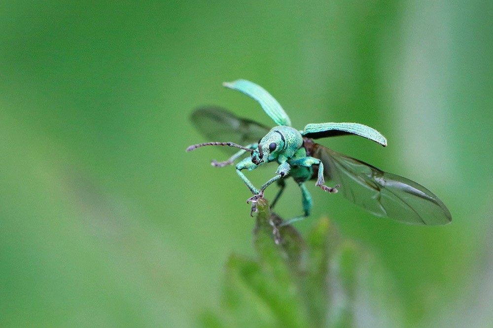 Charançon  (Phyllobius maculicornis)