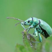 Charançon  (Phyllobius maculicornis)