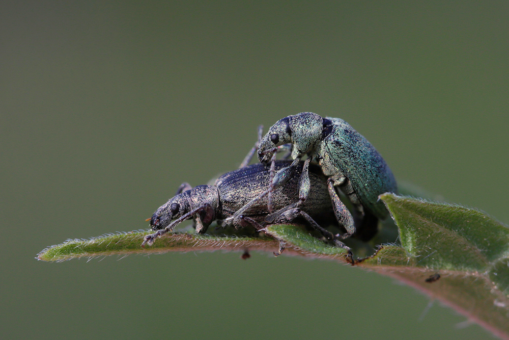 Charançon de l'ortie (Phyllobius  pomaceus ou P. urticae)