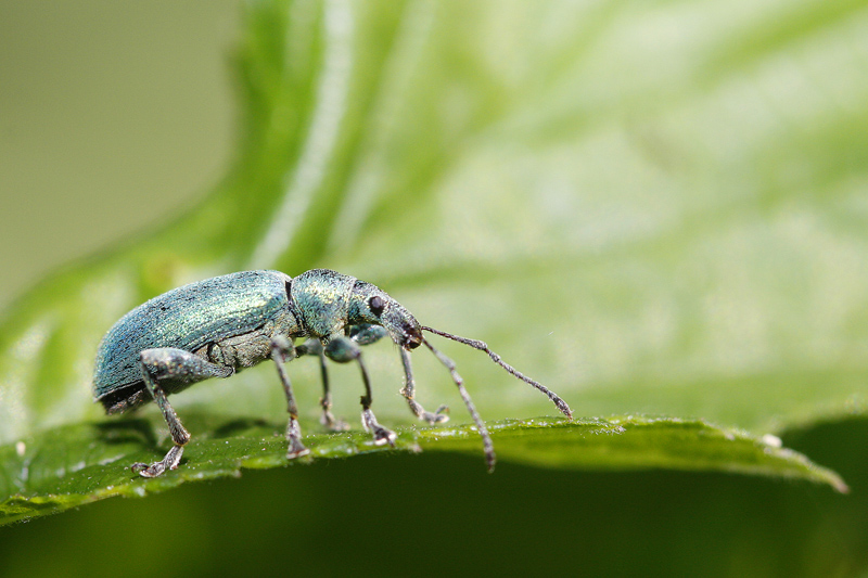 Charançon de l'ortie (Phyllobius  pomaceus ou P. urticae)