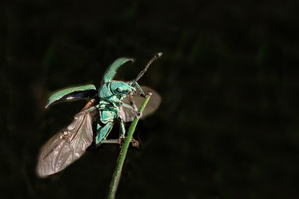 Charançon (Phyllobius virideaeris) envol.