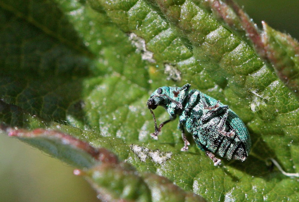 Charançon (Phyllobius virideaeris)