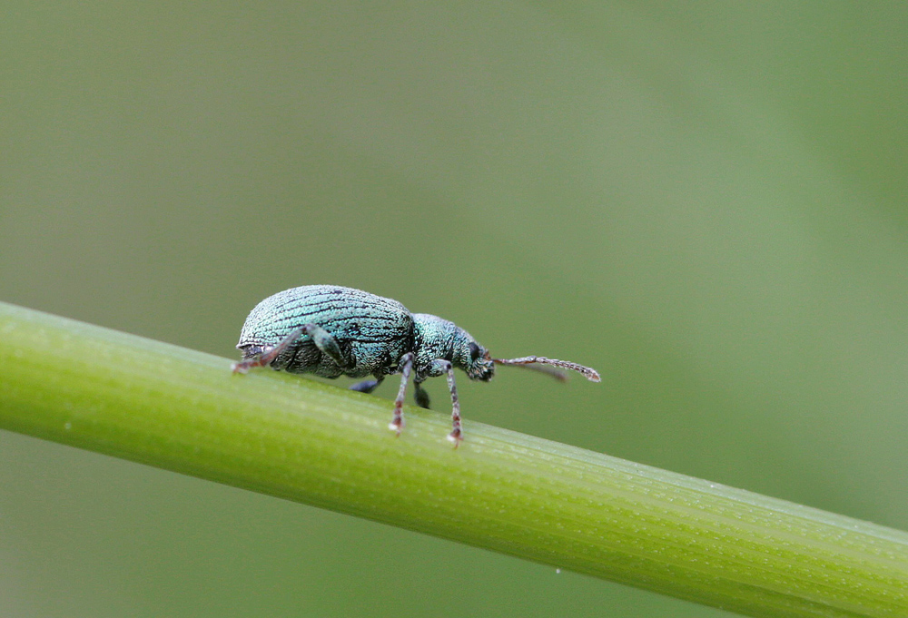 Charançon (Phyllobius viridiearis)