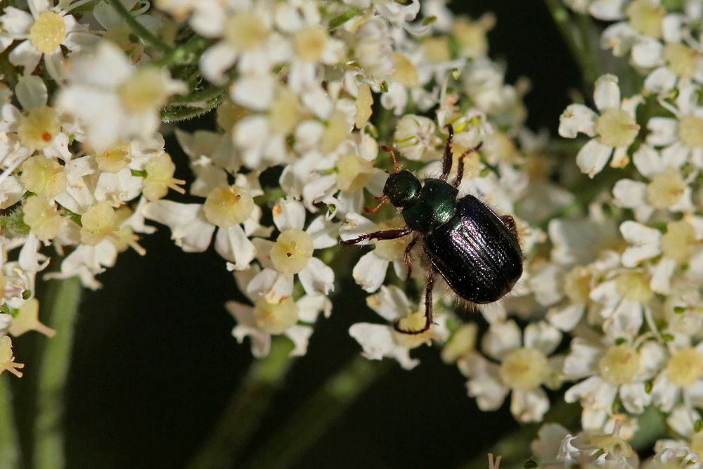 Hanneton des jardin variété noire (Phyllopertha horticola ustulatipennis)