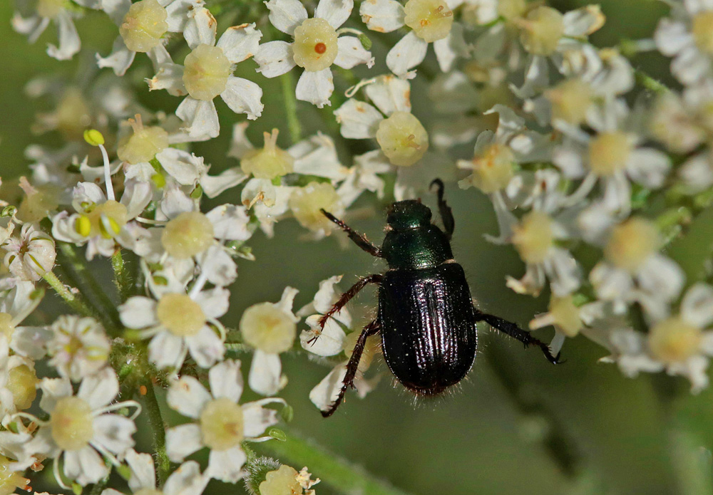 Hanneton des jardin variété noire (Phyllopertha horticola ustulatipennis)