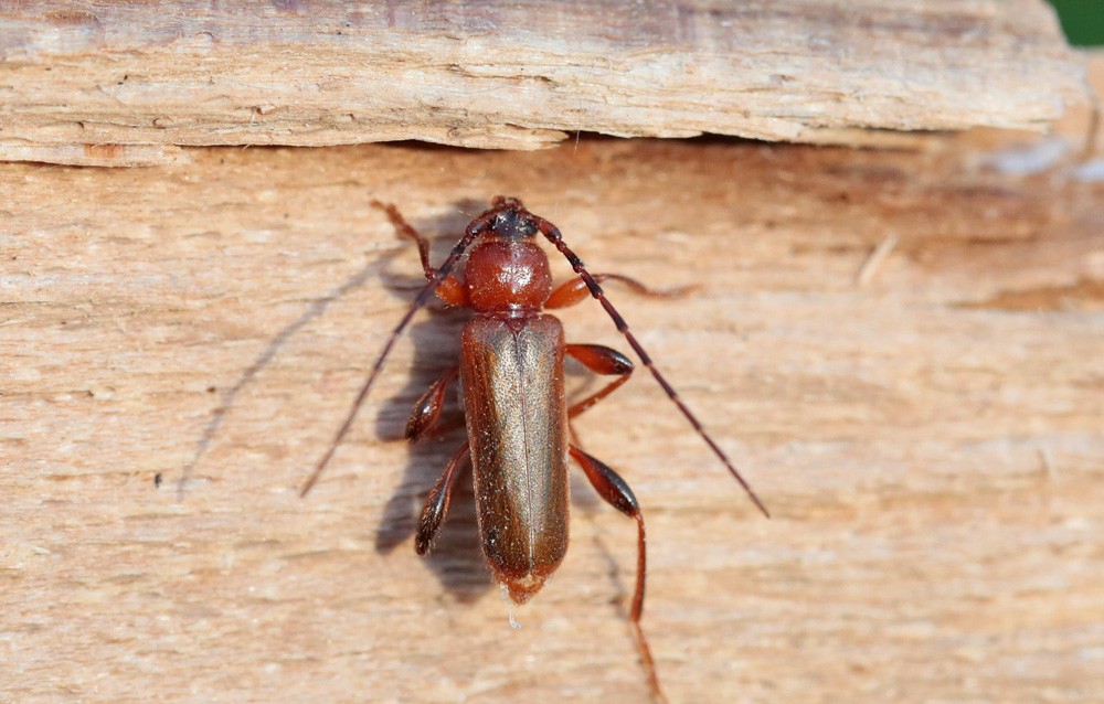 Longicorne variable (Phymatodes testaceus) femelle.