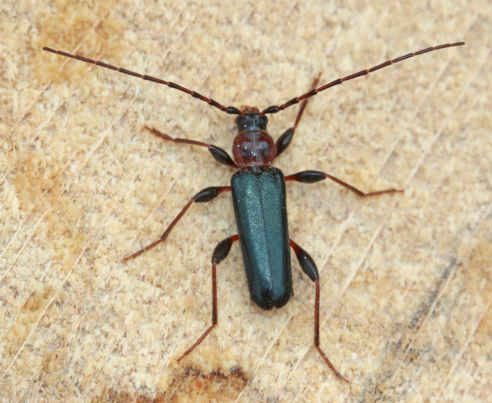 Le Longicorne variable (Phymatodes testaceus) mâle