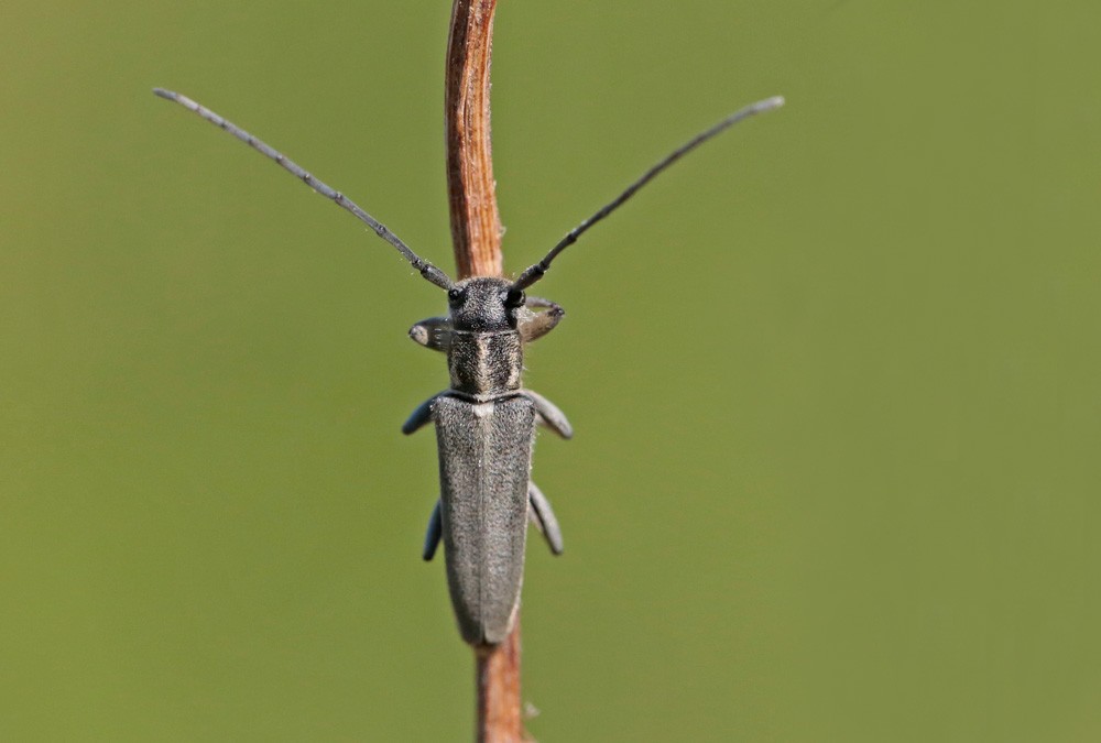 Phytoecie à antennes noires (Phytoecia nigricornis)