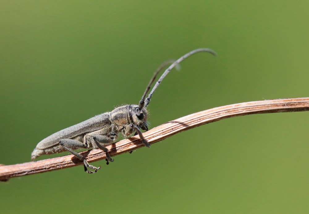 Phytoecie à antennes noires (Phytoecia nigricornis)