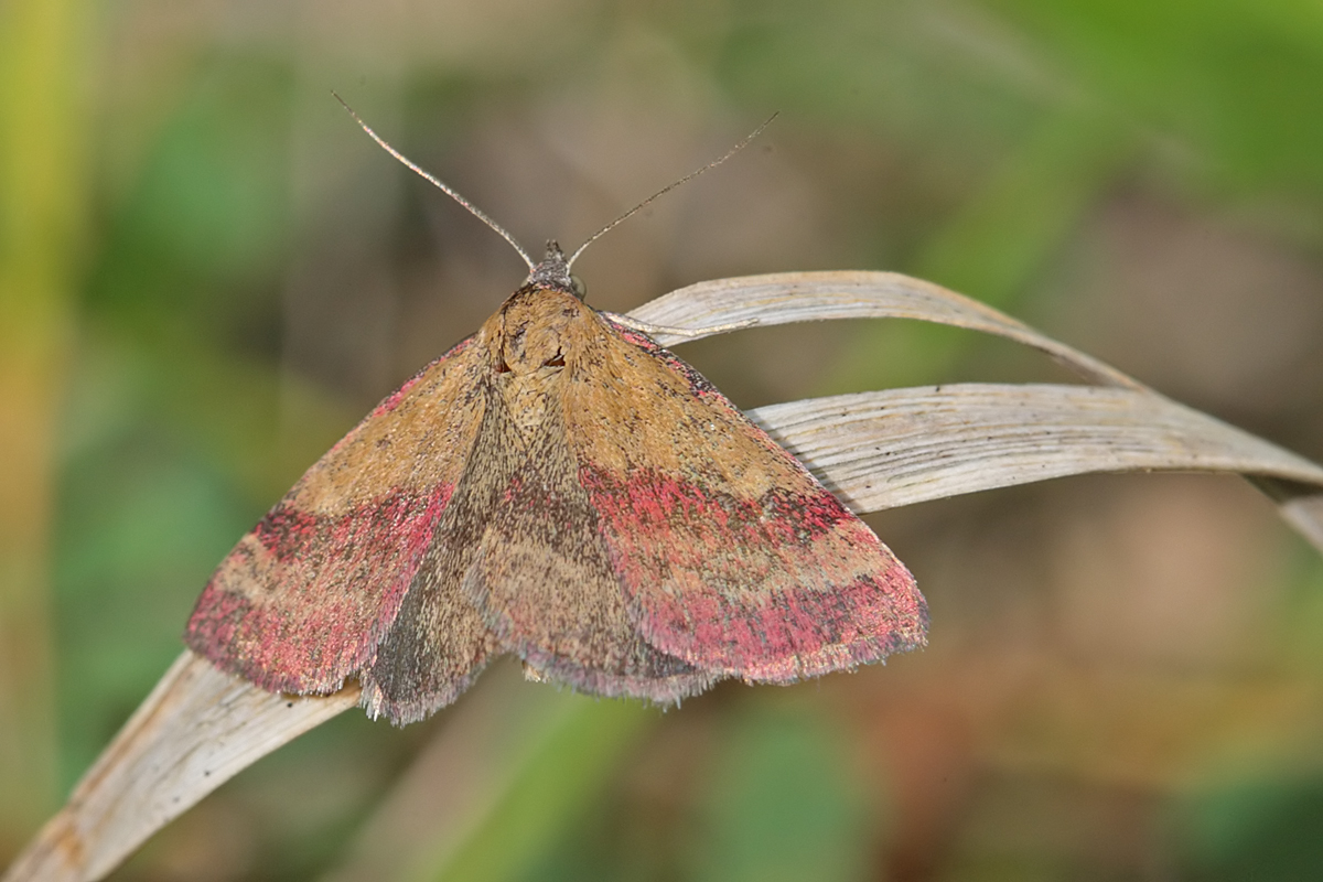 La Noctuelle couleur de bronze (Phytometra  viridaria)