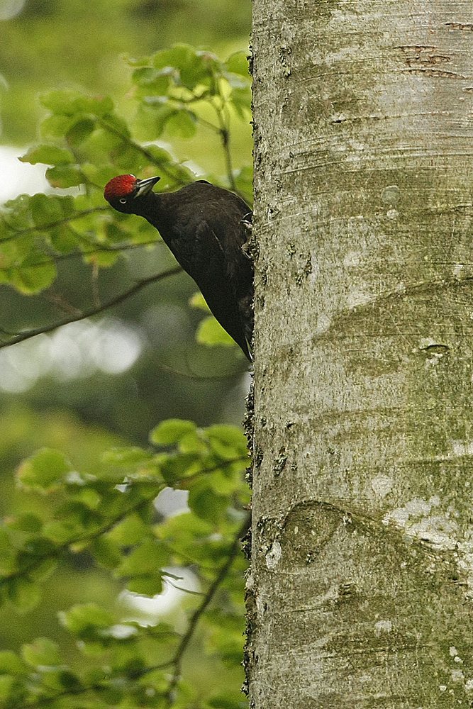 Pic noir (Dryocopus martius) mâle