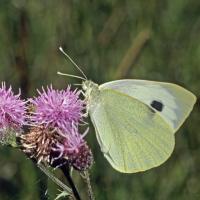 La Piéride du choux (Pieris brassicae )