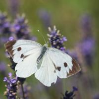 La Piéride du choux (Pieris brassicae )