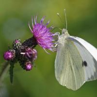 La Piéride du choux (Pieris brassicae )