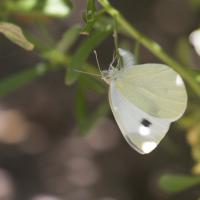 La Piéride de l'Ibéride (Pieris mannii)