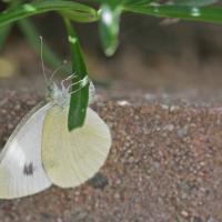 La Piéride de l'Ibéride (Pieris mannii)