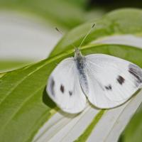 La Piéride de l'Ibéride (Pieris mannii)